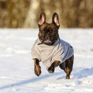 Hond