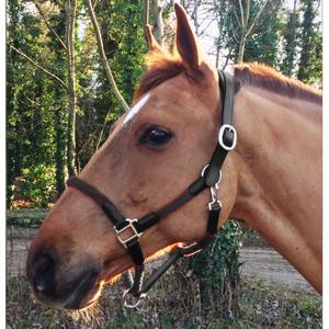 cal03bb-paarden-halster-cavaletti-tara-zwart-volledig