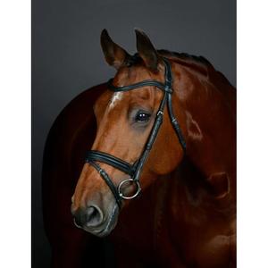 1025193001-flash-hanoveraanse-dressuurteugel-met-padding-collegiate-comfitec-opulux-zwart