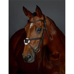 1025195003-gepolsterde-quiscale-rijhalster-collegiate-comfitec-opulux-donkerbruin