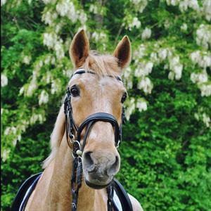 fr-thei-no-frontaal-voor-paard-hekktor-theia-zwart
