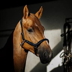 li-an-no-halster-voor-paarden-hekktor-anubis-zwart