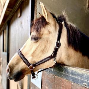 li-ho-ma-halster-voor-paarden-hekktor-horus-mout