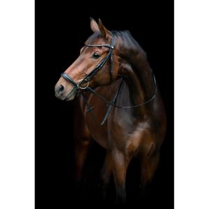 506353001-paardrijhalster-met-neuskunschijn-horseguard-cryll-25-2-zwart