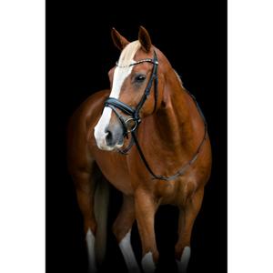 506363001-paardrijden-hoofdstel-met-flash-en-pullback-horseguard-cryll-25-2-zwart