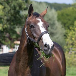 557-5198-leren-halster-voor-paarden-kieffer-ultrasoftr-bruin