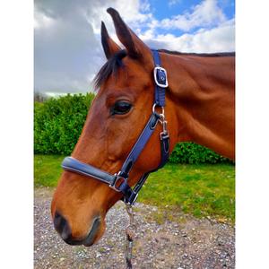 lwhnbf-leren-halster-voor-paarden-km-elite-luxury-version-marine-zwart