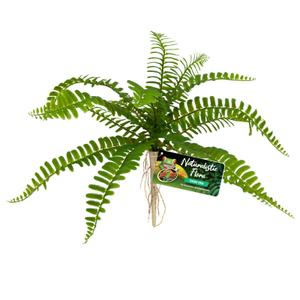387908-zwaardvaren-van-naturalistische-flora-zolux-zoo-med-groene-tu
